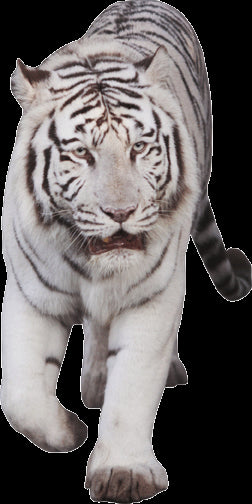 White Tiger Wall Decal Cutout