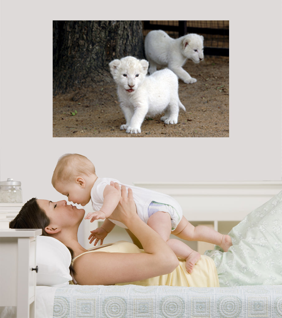 Tiger Cubs Wall Decal Poster Installed