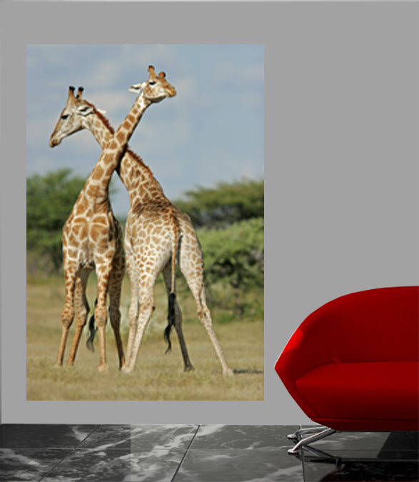 Crossing Giraffes Wall Decal Poster Installed