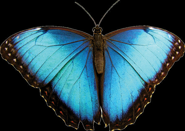 Electric Blue Butterfly Wall Decal Cutout