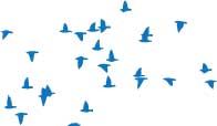 Flocking Birds Blue Sihouette Wall Decal Set
