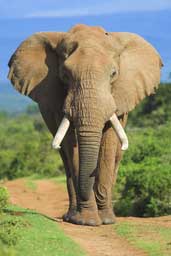 Elephant Charging Wall Decal Poster