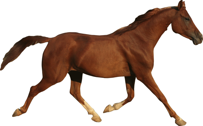 Trotting Horse Wall Decal Cutout