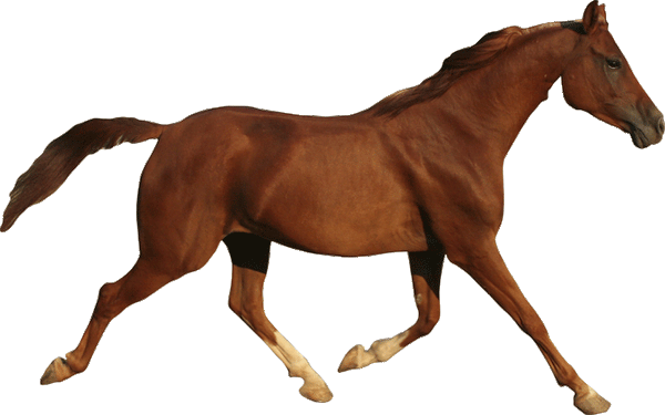 Trotting Horse Wall Decal Cutout