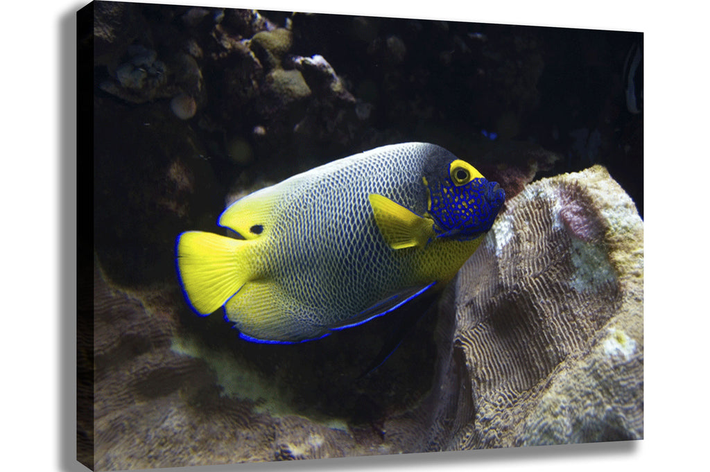 Reef Angel Canvas Printed