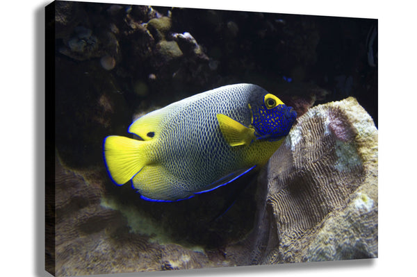 Reef Angel Canvas Printed