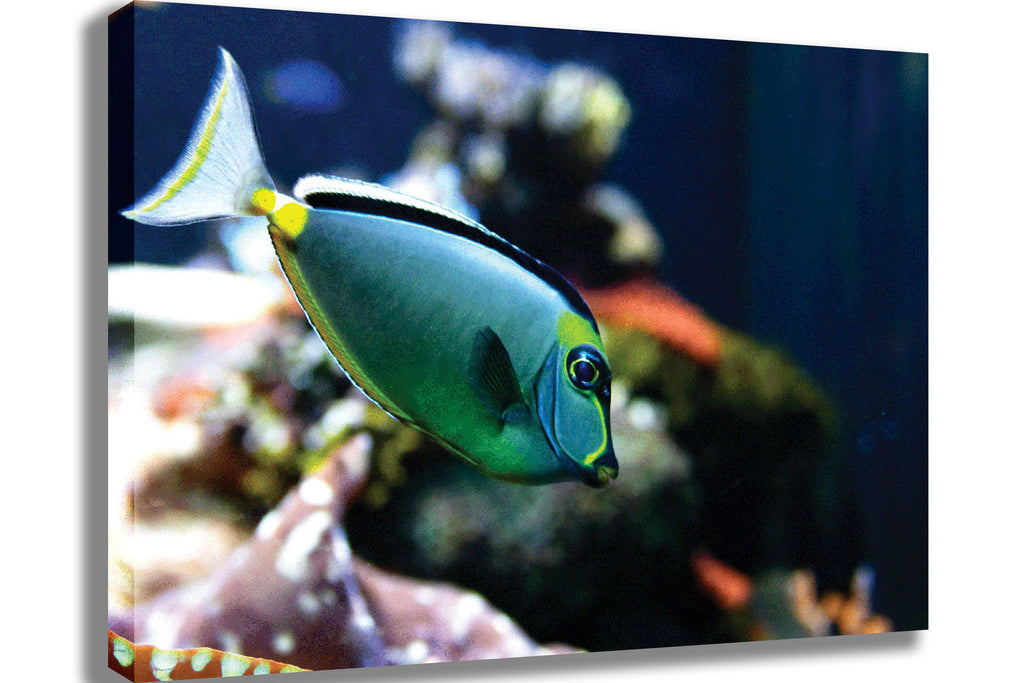 Reef Tang Canvas Printed
