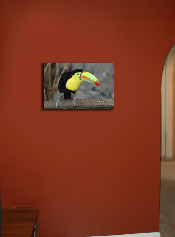 Toucan Wall Canvas Installed