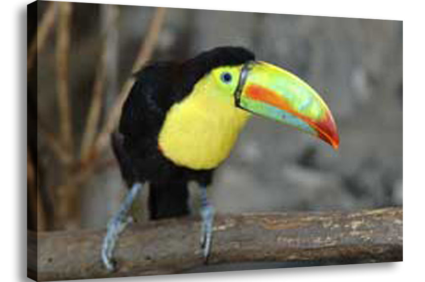 Toucan Wall Canvas Printed
