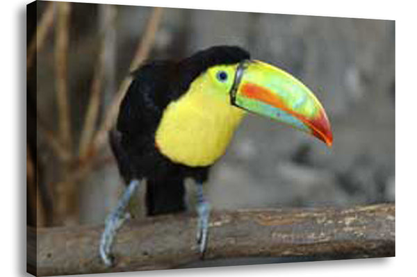 Toucan Wall Canvas Printed