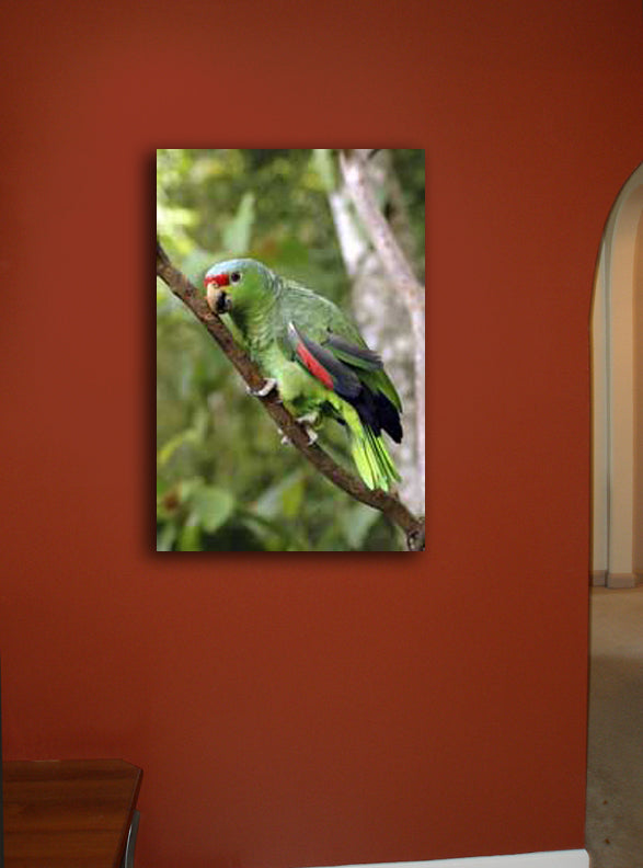 Parrot I Canvas Installed