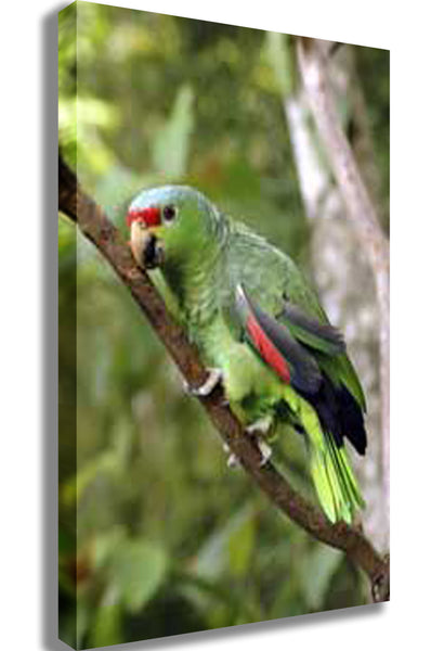 Parrot I Canvas Printed