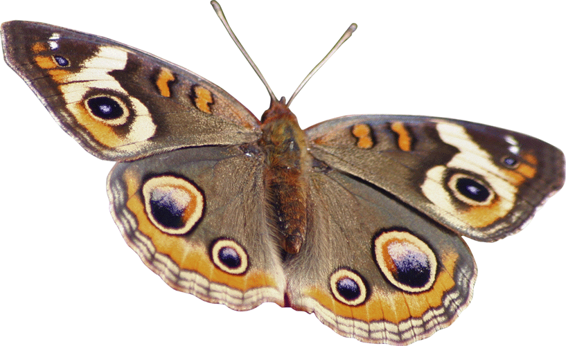 Spotted Butterfly Wall Decal Cutout