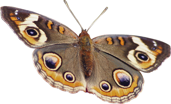 Spotted Butterfly Wall Decal Cutout