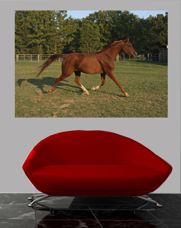 Trotting Horse Glossy Poster Installed