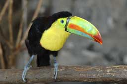 Toucan Glossy Poster