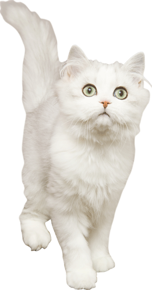 White Angora Cat  Wall Decal Cutout