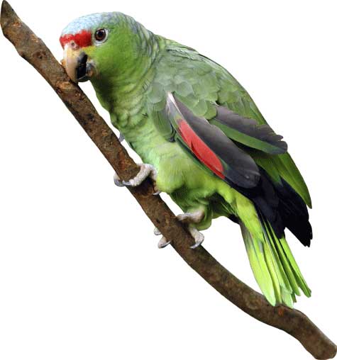 Parrot Wall Decal Cutout