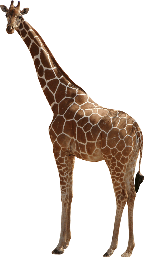 Giraffe Wall Decal Cutout