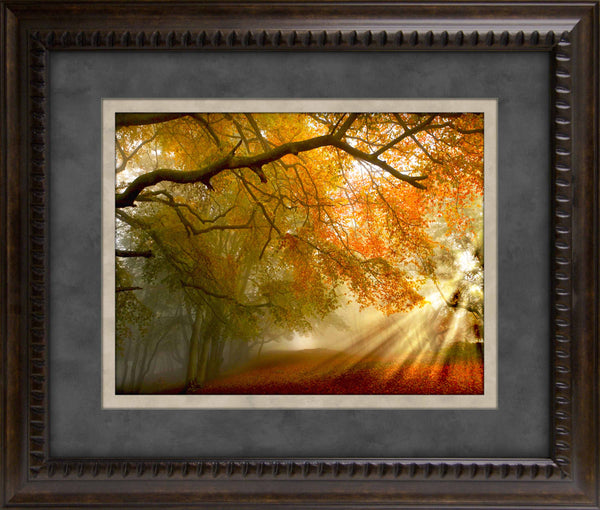 Forest Light Framed Art 19.25"x23.25"