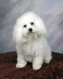 Poodle Portrait Wall Decal Poster