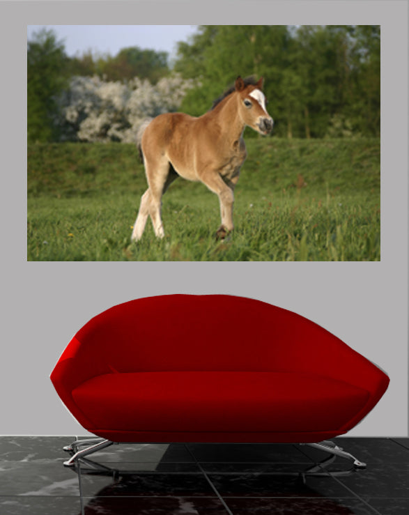 Pony Wall Decal Poster Installed