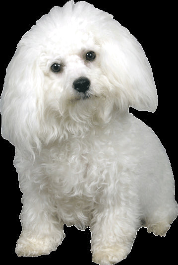 Poodle Wall Decal Cutout