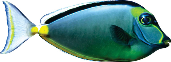 Naso Tang Wall Decal Cutout