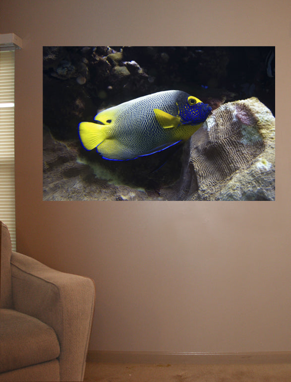 Reef Angel Wall Decal Poster Installed