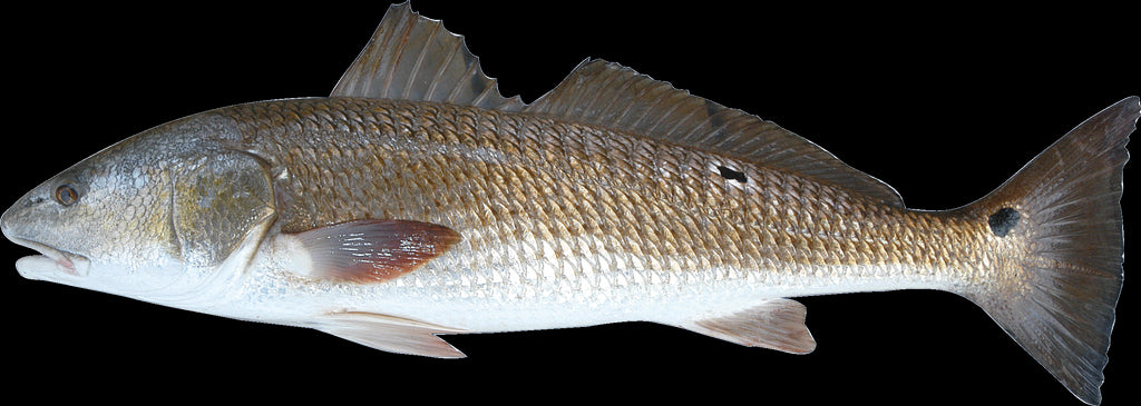 Fish I Wall Decal Cutout