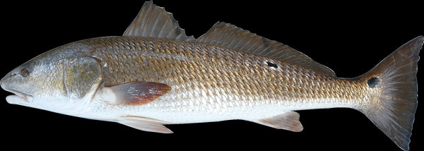 Fish I Wall Decal Cutout