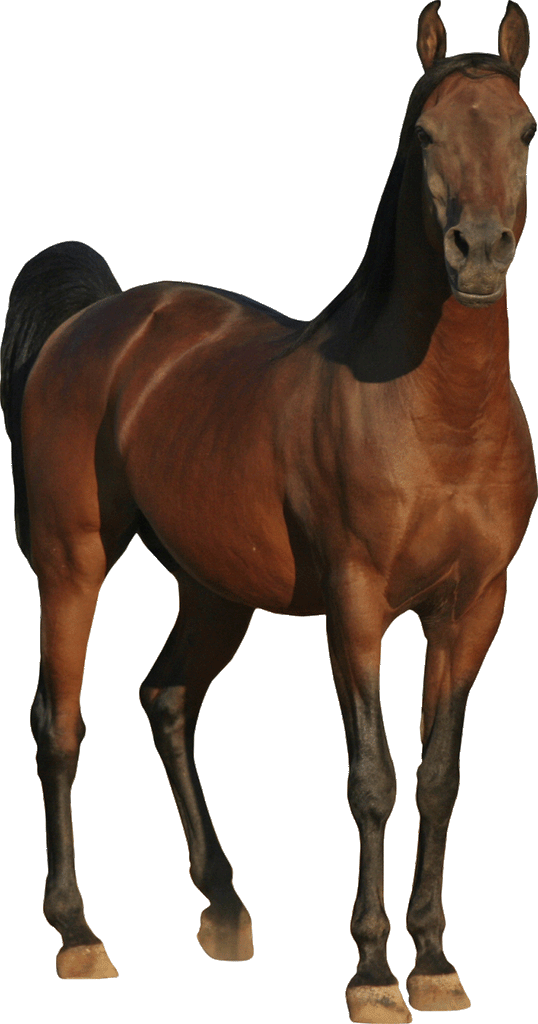 Horse Wall Decal Cutout