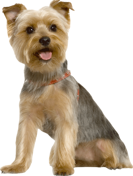 Terrier II Wall Decal Cutout