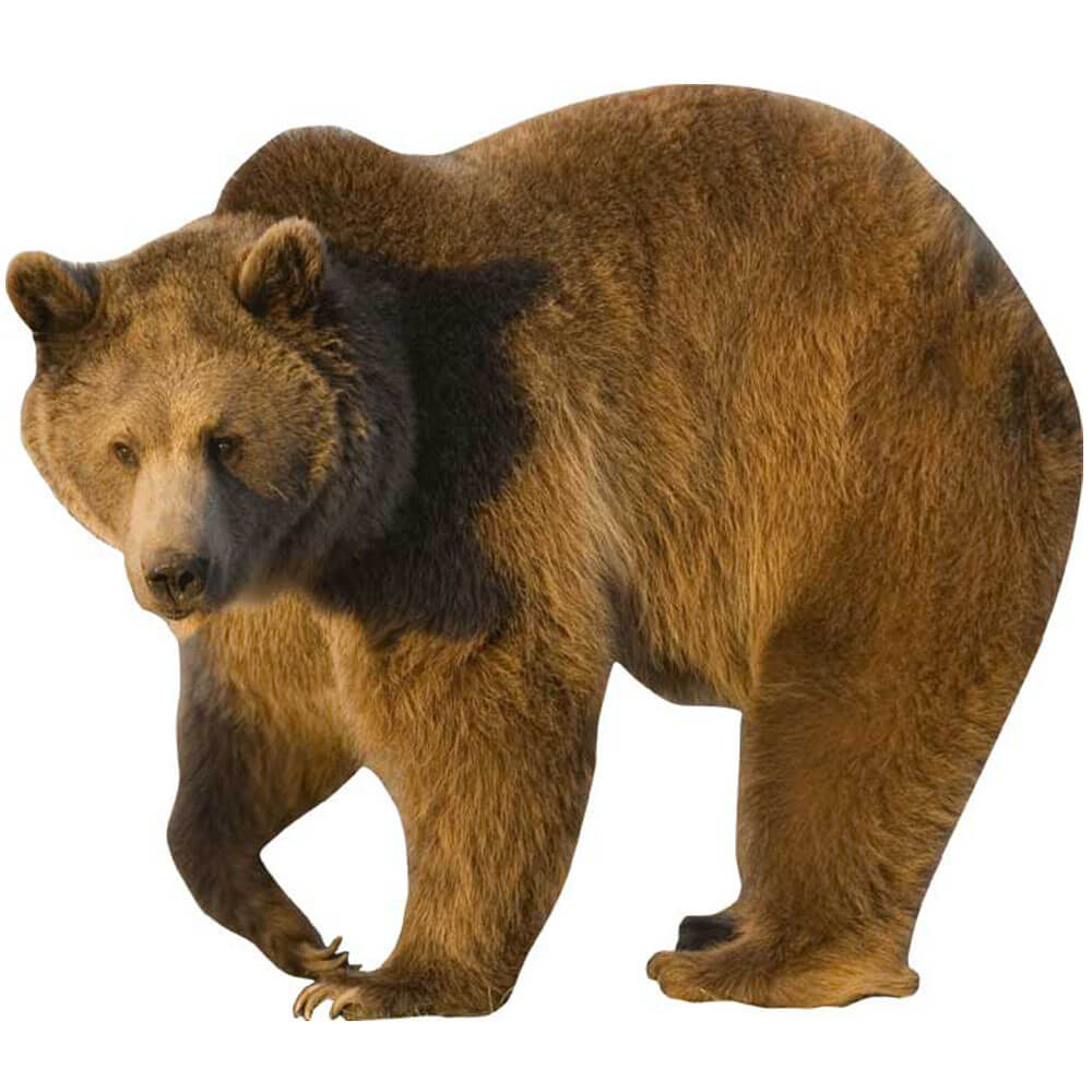 Big Grizzly Wall Decal