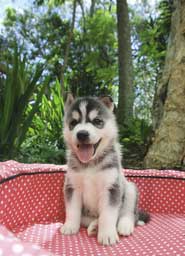 Husky Wall Decal Poster