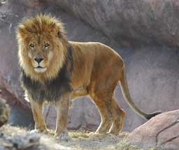 King of the Jungle Wall Decal Poster