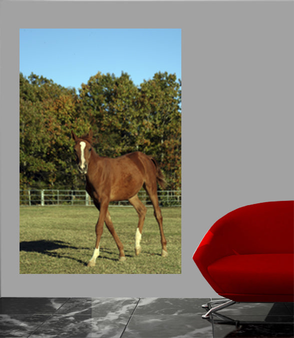 Horse Portrait Wall Decal Poster Installed