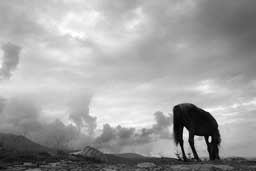 Grazing Horse Wall Decal Poster