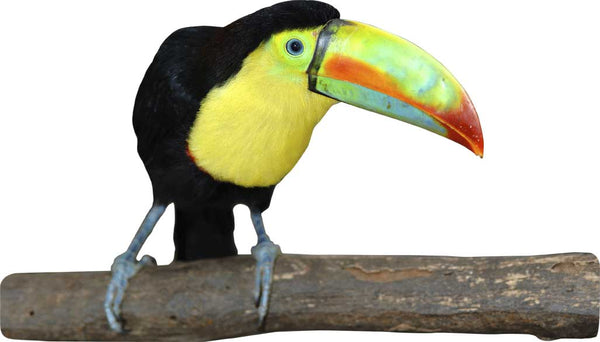 Toucan Wall Decal Cutout