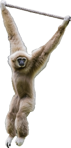 Swinging Monkey Wall Decal Cutout